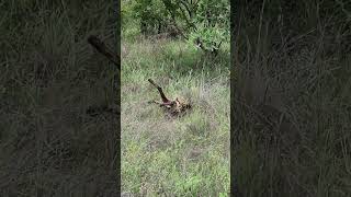 Leopard Paralyzes Wild Dog as the Pack Fights Back