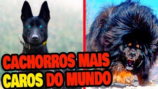 Top 10 Raças de Cães Mais Caras do Mundo