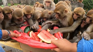 A group of monkey enjoying watermelon | feeding watermelon to the hungry monkey | monkey | animal