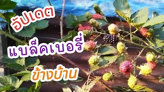 อัปเดต แบล็คเบอรี่ข้างบ้าน | ปลูกแบล็คเบอรี่