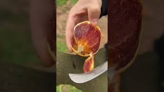 Cut a juicy and sweet red-fleshed orange - For fruit lovers #fruit #satisfying