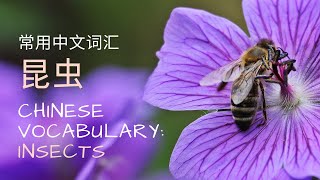 中文动物词汇-昆虫篇 Chinese Vocabulary - Insects | 学汉字 xhanzi.com