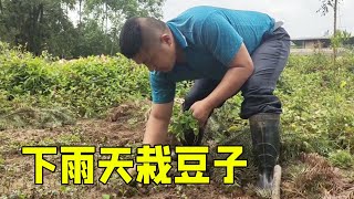 刚下过雨，勇哥赶紧把最后一批豆子移栽，种的太多都没地方了【乡野勇哥】