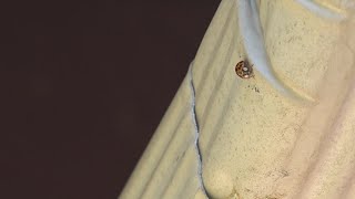 They're not ladybugs! What you need to know about Asian Lady Beetles
