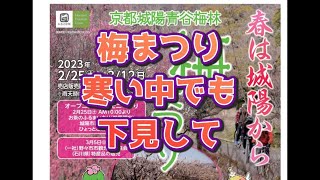 京都府城陽市の青谷梅林〜梅まつりの下見を寒い中しております。