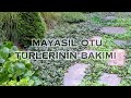 bİtkİ ansİklopedİsİ ajuga mayasil otu nedİr Çİme alternatİf yer ÖrtÜcÜ bİtkİler mayasil otu