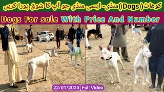 کتوں کی بہترین منڈی | Kohat Dogs Market | Pitbull Ny Kohati Gultair Par Attack Kar Dia | Ep-61