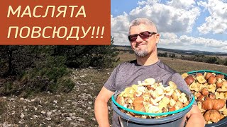 Маслята на каждом шагу! Лучшая тихая охота в Крыму. Показываю место на карте!