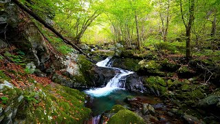 ​​Mountain Stream, Birdsong, Forest Sounds for Relaxing, ASMR