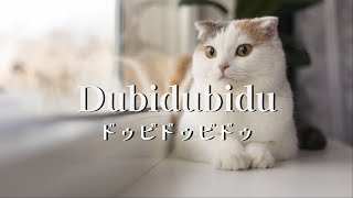 Dubidubidu / Christell Rodriguez【歌詞・日本語訳】#猫ミーム