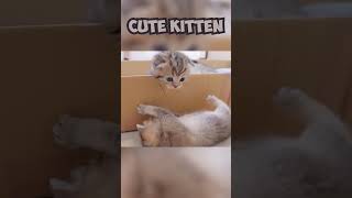 Kitten Chuckles  Funny Playtime Compilation #4k #shorts #youtube #viral