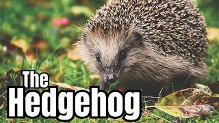 Did You Know These Hedgehog Facts?