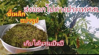 สูตรการทำขี้เหล็กตากแห้ง ให้มีกินตลอดทั้งปี สร้างอาชีพ มีรายได้ สามารถส่งออกขายต่างประเทศได้ด้วย