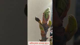 ত্বিন গাছ এর অতিত বর্তমান|Tin/Fig/Dumur fruits plant|Fig plant past and present|unlock kabir|তিন গাছ