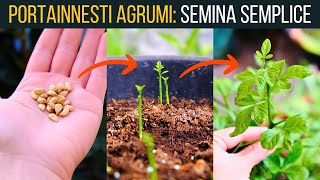 I MIGLIORI PORTAINNESTI PER AGRUMI 🍋 come sceglierli e seminarli correttamente 🌱