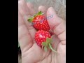 PANEN STRAWBERRY FRESH VERRY SWEET #shorts #strawberry #sweet #jumbo