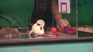 Rat Basketball- Shaping (Operant Conditioning)