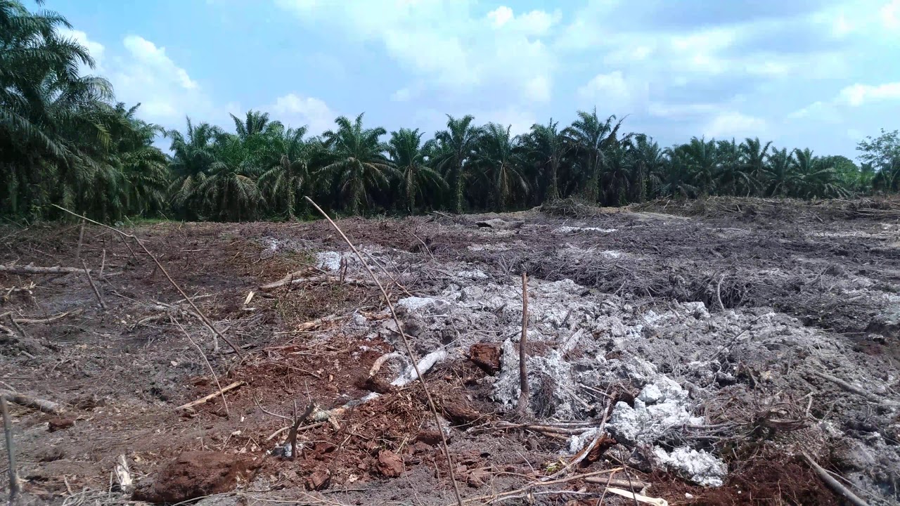 Stacking Lahan Kebun Sawit Yang Tidak Rapi Dijamin Kerja Dua Kali - YouTube