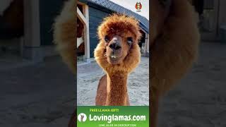 Alpaca laughing but then #shorts