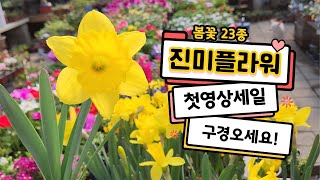 진미플라워 첫영상!!! 전국 꽃택배 시작!! 첫영상 특별가 진행중~ 총 23종 봄 꽃 득템해가세요🌷🌷