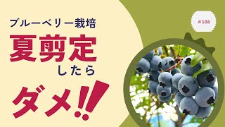 ブルーベリー栽培｜夏剪定はしたらダメ‼️｜理由もお話しします｜2023年10月のブルーベリー観光農園の様子