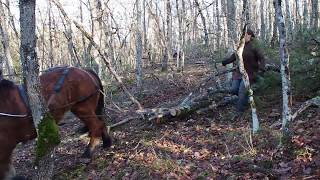 Le débardage au cheval, Longo mai