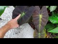 how to grow colocasia experienced tips and garden walk through