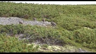 奇跡の鳥・ライチョウ～北アルプス乗鞍岳の保護活動～