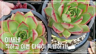 이새네 착하고 예쁜 다육이들 다양하게 50종 업뎃합니다 ~