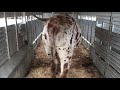 loading longhorn bull in trailer