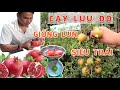 Cây Lựu đỏ Ấn Độ giống lùn siêu trái. 𝗚𝗶𝗮́ 𝘁𝘂̛̀ 𝟮𝟱𝟬𝗸 | 096 234 7777