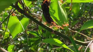 Red tree Ant vs Strong insect