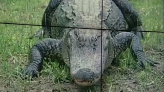 What you need to know about alligator laws in Florida,