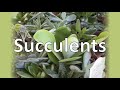 Succulent Selection!