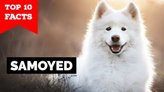 Samoyed - Top 10 Facts