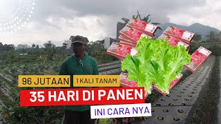 35 Hari Di Panen Hasilkan 96 Juta Budidaya Selada Bokor Keriting Di Tanah Begini Cara Merawat Nya