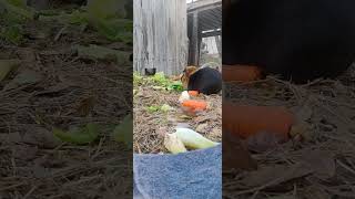 Veggie time for our guinea pigs. ❤️ 11624