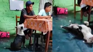 ¡Denle un Oscar! Perrito finge desmayo para que le den comida | VIDEO VIRAL