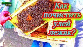 Варианты как почистить улей лежак с глухим дном. Как убрать подмор в лежаке?