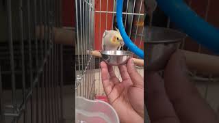 Building Trust with Shiva: Our Feathered Friend's New Home,  Cockatiel