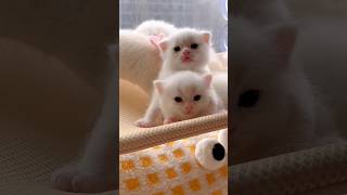 cute kittens video, #catvideos #kitten #cuteanimals #viral #cute #164