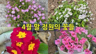 4월 말 정원의 꽃들. The flowers that overwintered in late April and those planted in spring are gorgeous.