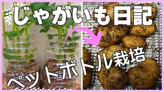 じゃがいもペットボトル栽培♥じゃがいも成長記録2022第３話 【potato PET bottle cultivation.】「じゃがいも育て方」「じゃがいも栽培方法」「じゃがいも用伸縮ペットボトル」