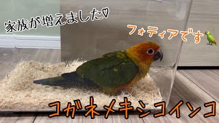 【コガネメキシコインコ】家族が増えました！インコの雛をお迎え