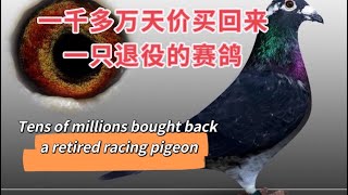 为什么退役赛鸽还要一千多万？What does ten million racing pigeons look like?