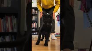 Funny Cat and Dog Video #shorts #trending #viral #cat #dog #funny #funnyshorts #funnyvideo