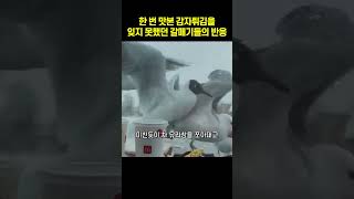 한 번 맛본 감자튀김을 잊지 못했던 갈매기들의 반응