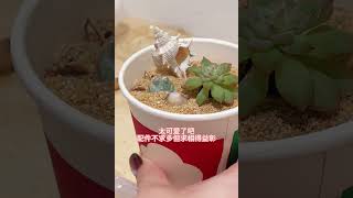 办公室多肉造景：材料是我的冻干咖啡小多肉，咖啡杯，还有天然贝壳小石头。搭配思路以营造场景为主，沙子贝壳必不可少，甚至在沙滩中还可以加入遮阳伞、晒太阳的小人等。