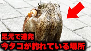 【速報】タコが足元で釣れている場所はここ！新型デリカミニでタコ釣りに行ってみた。カミタケモータース様とのコラボです！！！