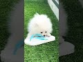 よちよち走りのぽんちゃん shorts サンダルがお気に入り 子犬 puppy ポメラニアン pomeranian